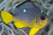 おなかと尾びれの黄色があざやかなミツボシクロスズメダイ