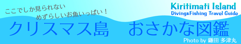 �N���X�}�X���@�_�C�r���O���t�B�b�V���O���s�K�C�h