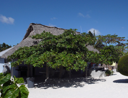 �C�J���n�E�X