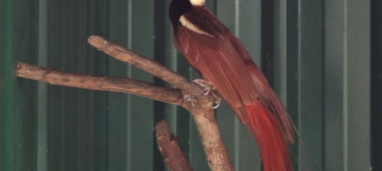 国鳥のアカカザリフウチョウ（ゴクラクチョウの一種）はじめパプアニューギニアの動植物が一度にご覧いただけます