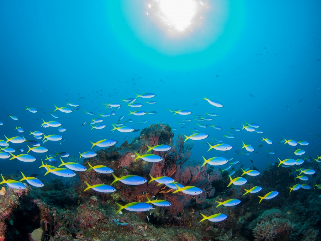 コーラルと魚いっぱいのパプアニューギニアの水中世界へ、もちろん戦跡ダイビングもリクエスト可能です