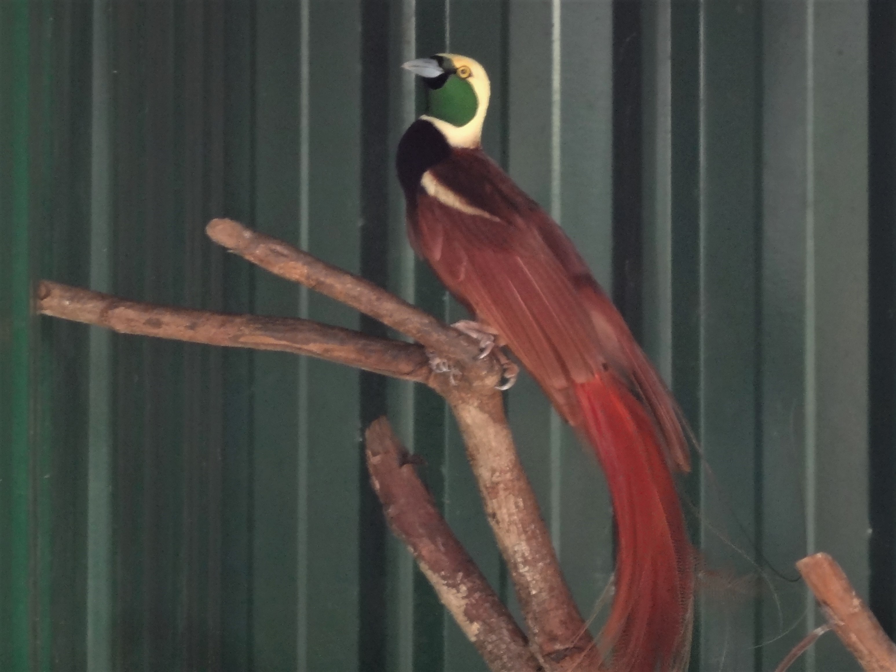 国鳥のアカカザリフウチョウ（ゴクラクチョウの一種）はじめパプアニューギニアの動植物が一度にご覧いただけます